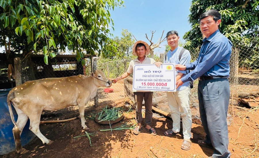 Ông Nguyễn Văn Tiến (bìa trái; làng Hố Lang, xã Chư Pơng, huyện Chư Sê) được tặng bò giống sinh sản. Ảnh: Xuân Thủy