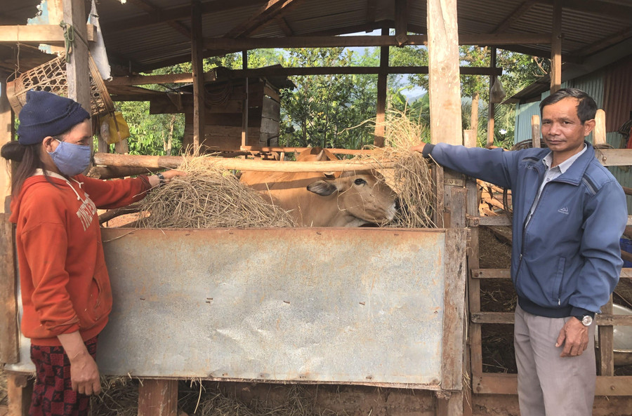 Hộ nghèo xã Lơ Pang, huyện Mang Yang được hỗ trợ vay vốn phát triển sản xuất, chăn nuôi vươn lên thoát nghèo. Ảnh: Đinh Yến