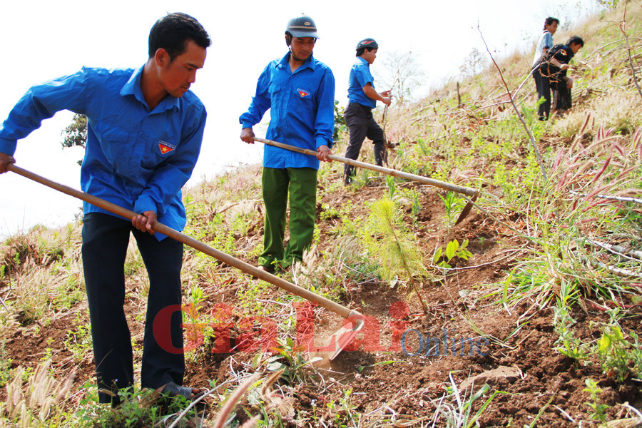  Trồng, chăm sóc thông để phủ xanh núi Thụp được xem là một trong những hoạt động trong Năm Thanh niên tình nguyện 2014 của tuổi trẻ xã Kon Thụp. Ảnh: Hoàng Ngọc