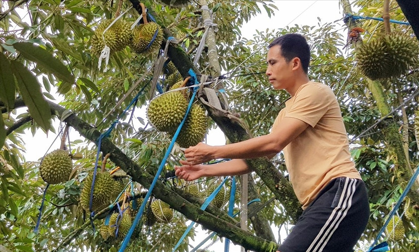 Sầu riêng đang đem đến số lợi nhuận trong mơ đối với những người phải làm lại từ đầu sau thất bại từ hồ tiêu. Sầu riêng đang đem đến số lợi nhuận trong mơ đối với những người phải làm lại từ đầu sau thất bại từ hồ tiêu.
