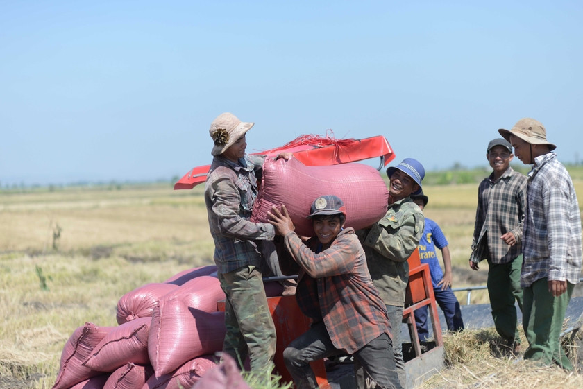 Niềm vui được mùa. Ảnh: M.Thi