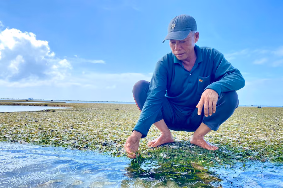 "Người dân ở đây, cứ chiều đến hay ra ghềnh hoặc cồn cát có rong hẹ mọc để thả lưới đánh bắt cá khi thủy triều lên", ông Trọng nói. Ảnh: HẢI PHONG