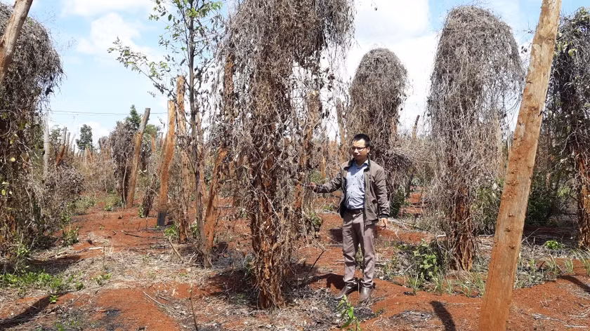 Hồ tiêu bị nhiễm bệnh rồi chết hàng loạt. Ảnh: Quang Tấn