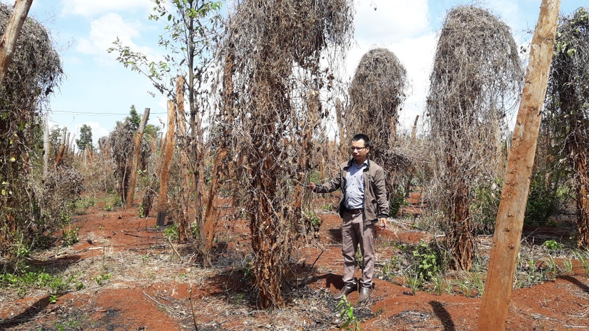 Hồ tiêu bị nhiễm bệnh rồi chết hàng loạt. Ảnh: Quang Tấn