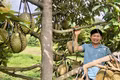 Vùng sầu riêng được xây dựng mã số vùng trồng, góp phần chuẩn hóa quy trình sản xuất, truy xuất nguồn gốc và mở rộng thị trường tiêu thụ. Ảnh: Lê Nam