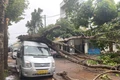 Gia Lai: Cây phượng gãy đổ đè lên xe ô tô ở đường Tân Tiến