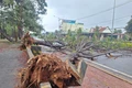 2 cây thông lớn bật gốc đổ trước cổng Khu du lịch Biển Hồ