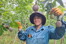 Tây Gia Lai khởi sắc với nông nghiệp hữu cơ: Từ cà phê, chanh dây đến rau sạch