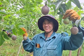 Tây Gia Lai khởi sắc với nông nghiệp hữu cơ: Từ cà phê, chanh dây đến rau sạch