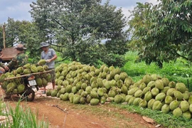 Gia Lai: “Hành động tập thể” đưa sầu riêng vươn ra thế giới