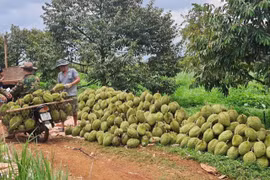 Gia Lai: “Hành động tập thể” đưa sầu riêng vươn ra thế giới