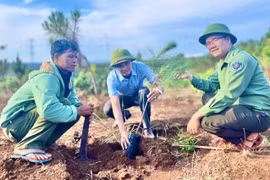 Ban Quản lý rừng phòng hộ Bắc Biển Hồ đã hoàn thành toàn bộ kế hoạch được giao năm 2025. Ảnh: M.P