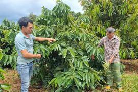 Cà phê là cây trồng chủ lực của tỉnh Gia Lai