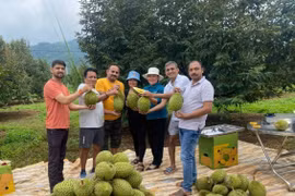 Vườn nho hữu cơ của anh Đặng Đại Dương (bìa trái, tổ 7, thị trấn Ia Kha, huyện Ia Grai) là điểm đến hấp dẫn cho du khách thích tham quan, trải nghiệm hoạt động sản xuất nông nghiệp. Ảnh: Q.T