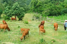 Điểm tựa sinh kế giúp người dân vùng biên vững bước thoát nghèo