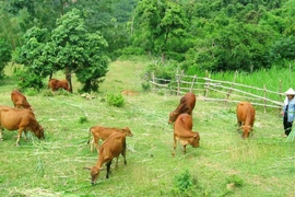 Điểm tựa sinh kế giúp người dân vùng biên vững bước thoát nghèo