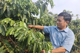 Cà phê Gia Lai chạm mốc 30 tấn/ha - thành quả của sự đầu tư bài bản.