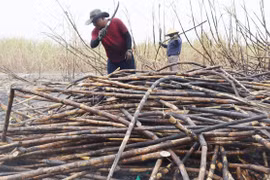 Hàng chục hecta mía bị cháy, nông dân Tây Gia Lai điêu đứng.