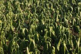 Mưa trái mùa gây thiệt hại hàng trăm hec-ta cây thuốc lá ở phía Tây Gia Lai.