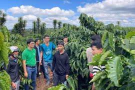 IPHM giúp nông dân bứt phá sang nông nghiệp xanh