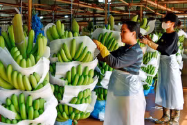 Tây Gia Lai: “Thủ phủ mới” của nông nghiệp công nghệ cao