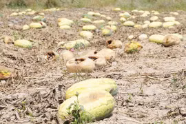 Hàng trăm tấn dưa “nằm đồng” vì vỡ thỏa thuận mua bán.