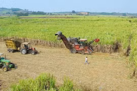 Cây mía đổi đời người dân Tây Gia Lai.