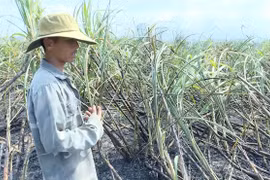 Nguy cơ cháy tại vùng nguyên liệu mía phía Tây Gia Lai.