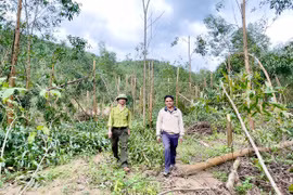 Người dân “não ruột” vì keo gãy trắng sau bão