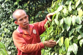 Nhờ kiên trì áp dụng hướng đi thuận tự nhiên, vườn tiêu gần 1 ha của ông Nguyễn Tấn Lục (thôn 4, xã Chư Sê) không chỉ vượt qua dịch bệnh mà còn duy trì năng suất ổn định. Ảnh: N.S