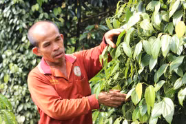 Nhờ kiên trì áp dụng hướng đi thuận tự nhiên, vườn tiêu gần 1 ha của ông Nguyễn Tấn Lục (thôn 4, xã Chư Sê) không chỉ vượt qua dịch bệnh mà còn duy trì năng suất ổn định. Ảnh: N.S