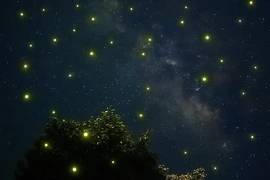 Ngắm đom đóm trên phố núi Pleiku