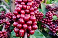 Cà phê giảm nhẹ, về mức 89.500-90.500 đồng/kg