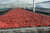 Cà phê và hồ tiêu “chững giá” phiên đầu tuần