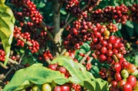 Giá cà phê nhích nhẹ 200-400 đồng/kg trong ngày 3-1