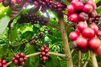 Cà phê về mức thấp nhất trong gần 3 tháng qua