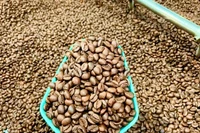 Giá cà phê đảo chiều tăng nhẹ, chạm ngưỡng 95.500 đồng/kg