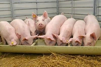 Giá heo hơi cán mốc 76.000 đồng/kg trong ngày 15-1