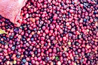Giá cà phê quay đầu tăng, lên 96.000 đồng/kg