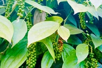 Giá cà phê và hồ tiêu cùng “đi lui” trong ngày cuối tháng 2