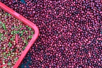 Giá cà phê tăng nhẹ, vượt ngưỡng 98.000 đồng/kg