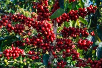 Giá cà phê đảo chiều giảm mạnh 1.300-1.400 đồng/kg