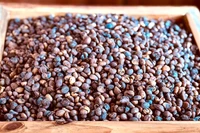 Ngày 1-3, giá cà phê nội địa ổn định giữa biến động thế giới