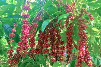 Giá cà phê trong nước giảm về sát mốc 97.000 đồng/kg