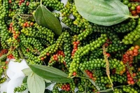 Giá cà phê và hồ tiêu cùng giảm mạnh trong ngày 5-3