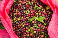 Ngày 30-1, giá cà phê quay đầu giảm 700-1.000 đồng/kg