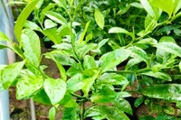 Giá trị sức khỏe bất ngờ của lá chanh không nên bỏ qua