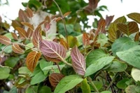 Lá mơ lông và giá trị y học ít người biết