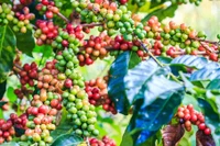 Ngày 18-1, giá cà phê chỉ giảm nhẹ ở Lâm Đồng