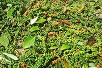 Ngày 5-2, giá cà phê và hồ tiêu cùng “lao dốc”